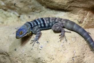 Blue rock iguana (Petrosaurus thalassinus), adult, on rocks, Latin America