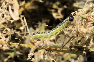 Box tree moth (Cydalima perspectalis), caterpillar, feeding on boxwood, clear feeding, Ellerstadt,