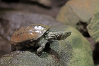 Chinese three-legged turtle (Mauremys reevesii), adult, on rocks, foraging, vigilant, stream