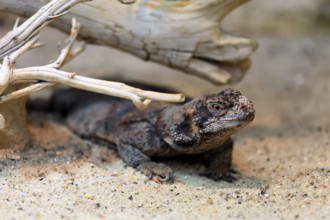 Chuckwalla (Common Chuckwalla ater ater), adult, on the ground, foraging, Southwest USA, North
