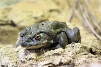 Colorado toad (Incilius alvarius), adult, alert, foraging, Southwest America, USA, Germany