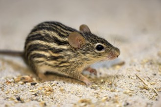 Typical striped grass mouse (Lemniscomys striatus), adult, on ground, alert, foraging, East Africa,
