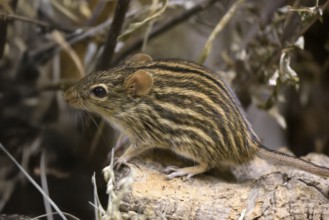 Typical striped grass mouse (Lemniscomys striatus), adult, on rocks, alert, foraging, East Africa,