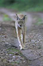 Eurasian lynx (Lynx lynx), adult, stalking, alert, in forest, Hesse, Germany, Europe, captive