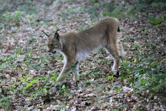 Eurasian lynx (Lynx lynx), adult, stalking, alert, in forest, Hesse, Germany, Europe, captive