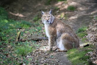 Eurasian lynx (Lynx lynx), adult, male, sitting, alert, in forest, Hesse, Germany, Europe, captive