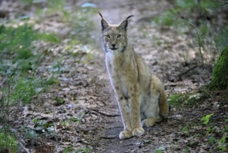 Eurasian lynx (Lynx lynx), adult, female, sitting, alert, in forest, Hesse, Germany, Europe,