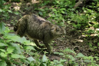European wildcat (Felis silvestris), adult, stalking, in the forest, foraging, alert, Hesse,