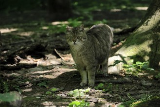 European wildcat (Felis silvestris), adult, in the forest, foraging, vigilant, Hesse, Germany,