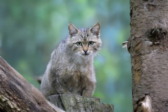 European wildcat (Felis silvestris), adult, sitting on tree trunk, alert, Hesse, Germany, Europe,