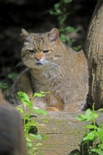 European wildcat (Felis silvestris), adult, sitting on tree trunk, alert, Hesse, Germany, Europe,
