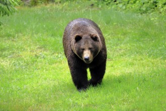 European brown bear (Ursus arctos arctos), adult, female, alert, meadow, in summer, Bavarian Forest