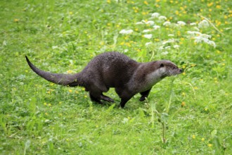 Otter (Lutra lutra), adult, on land, in a meadow, running, Bavarian Forest National Park, Germany,