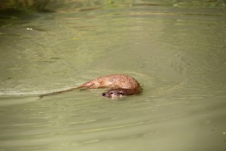 Otter (Lutra lutra), adult, in the water, foraging, Bavarian Forest National Park, Germany, Europe,