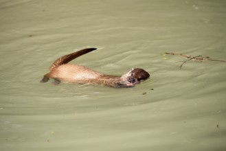 Otter (Lutra lutra), adult, in water, feeding, Bavarian Forest National Park, Germany, Europe,