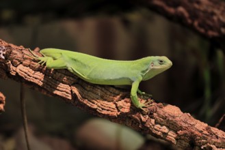Banded Fiji Iguana (Brachylophus fasciatus), adult, on tree, alert, portrait, Tonga, Fiji, Oceania,