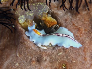 White and blue flatworm with orange stripes, racing stripe whirlpool worm (Pseudoceros bifurcus),