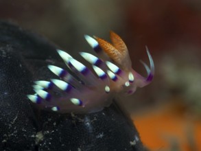 Colourful nudibranch with purple and turquoise stripes, White-tipped Coryphellina, Flame Flabellina