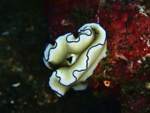 Elegant white snail with black lines, Black-margined Glossodoris (Doriprismatica atromarginata), on