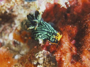 Black-green sea snail with orange-coloured accents, variable neon star snail (Nembrotha kubaryana),
