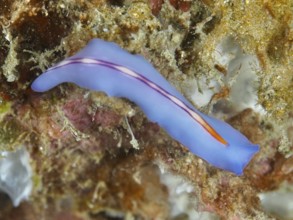 A bright flatworm in shades of blue and orange, Pseudoceros bifurcus, on the seabed. Dive site