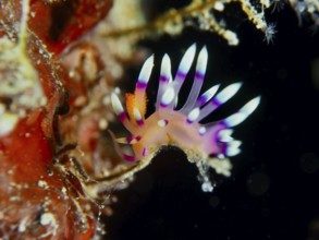 Colourful sea snail with purple tentacles, White-tipped Coryphellina, Flame Flabellina