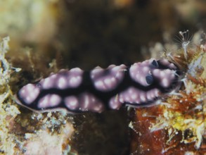 Delicate pink spotted nudibranch, pustule warty snail (Phyllidiella pustulosa), warty snail, on