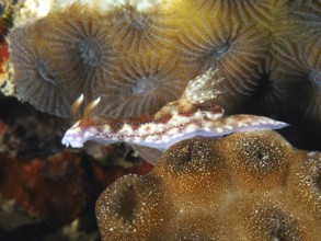 Purple-brown sea snail, volcanic star snail (Hypselodoris krakatoa), crawling over a brown coral.
