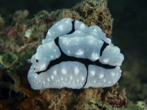 Tuberous white warty snail with black lines, Shireen's Phyllidiopsis (Phyllidiopsis shireenae), on
