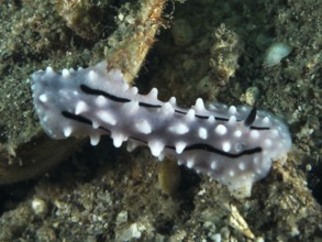 White sea snail with dark stripes, Rudman's Phylidiella (Phyllidiella rudmani), on a sandy seabed.