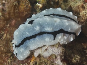 White-grey nudibranch with black patterns, Rudman's Phylidiella (Phyllidiella rudmani), resting on