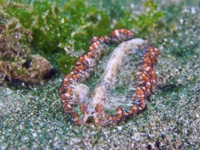 A wavy flatworm, red-brown whirlpool worm (Pseudoceros), on a sandy bottom with nearby algae. Dive
