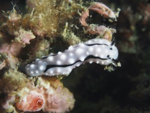 A black and white patterned nudibranch, Rudman's Phylidiella (Phyllidiella rudmani), on a reef.