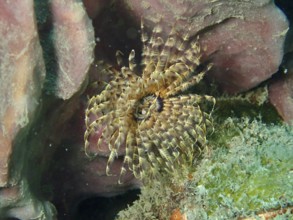 A beige-transparent feather worm, tube worm (Sabellastarte), with a symmetrical pattern. Dive site