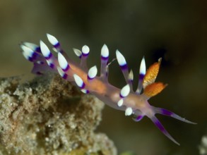 Live nudibranch with striking purple and white colours, White-tipped Coryphellina, Flabellina