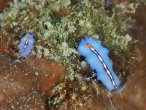 Bright blue-orange flatworms, racing stripe whirlpool worm (Pseudoceros bifurcus), on an