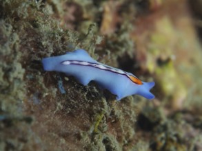 Blue racing stripe whirlpool worm (Pseudoceros bifurcus) with orange accent stripes on underwater