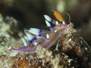 Colourful sea snail with conspicuous tentacles, white-tipped Coryphellina, Flabellina exoptata