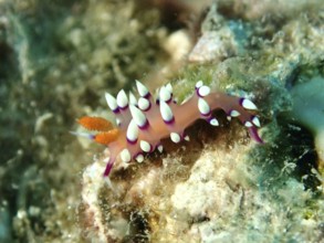 Colourful nudibranch, white-tipped coryphellina, flame flabellina (Coryphellina exoptata)