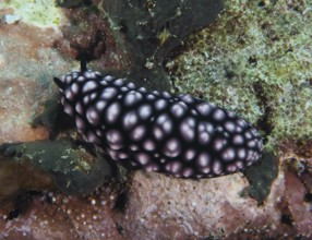 Pink spotted nudibranch, pustular warty snail (Phyllidiella pustulosa), warty snail, on marine