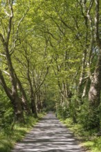 Eine Platanenallee im Hochsommer bei Konstanz, Bodensee, Landkreis Konstanz, Baden-Württemberg,