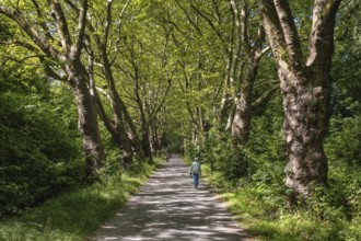 Eine Platanenallee im Hochsommer bei Konstanz, Bodensee, Landkreis Konstanz, Baden-Württemberg,