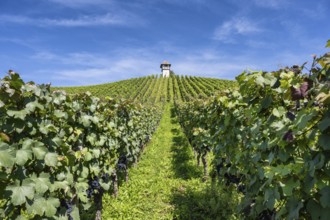 Weinberg, Rebhang mit dem historischen Rebhäuschen, auch Rebwächterhäusle vom historischen Weingut