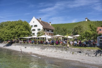 Ein Biergarten am Bodenseeufer mit dem historischen Fachwerkbau vom Rebgut Haltnau bei Meersburg,