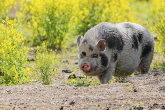 A Kunekune pig (sus scrofa domesticus), a domestic breed from New Zealand walks walks through a