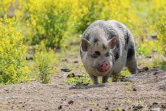 A Kunekune pig (sus scrofa domesticus), a domestic breed from New Zealand walks walks through a