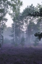 Heath landscape with morning fog, August, Germany