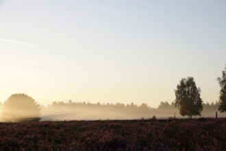 Heath landscape with morning fog, August, Germany
