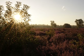 Rising sun, heath landscape, summer morning, August, Germany