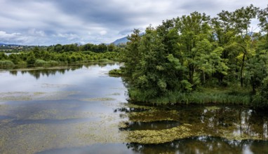 Brenndorf bird sanctuary, Drau riverbank, river, Carinthia, Austria
